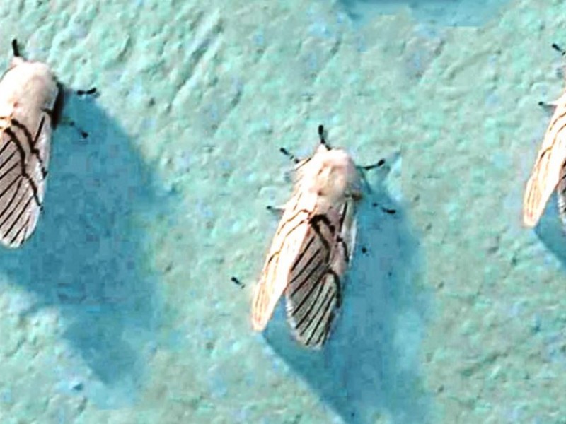 ‘सापु’ को जोखिम बागलुङ